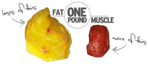 one pound fat size vs. muscle